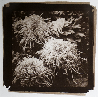 Kong-Nai-Salt-Print-Chrysanthemum